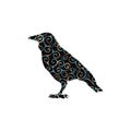 Raven bird spiral pattern color silhouette animal