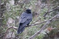 Raven bird Stock Photos. Raven bird close-up profile view perched with snow on its body