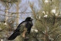 Raven bird Stock Photos. Raven bird close-up profile view perched with snow on pine tree
