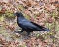 Raven bird Stock Photos. Raven bird close-up profile view. Raven bird autumn season