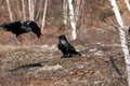 Raven bird Stock Photos. Raven birds close-up profile view on the ground making a show