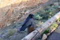 Raven bird at viewpoint mirador astronomico de Sicasumbre between Pajara and La Pared on canary island Fuerteventura