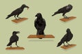 Raven birds with set.