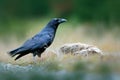 Raven, black bird with dead hare on the road, animal behavior in nature habitat, dark green forest in the background. Wildlife