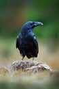 Raven, black bird with dead hare on the road, animal behavior in nature habitat, dark green forest in the background. Wildlife