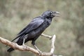 The raven is a black bird  perched on a tree branch Royalty Free Stock Photo