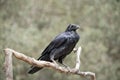 The raven is a black bird  perched on a tree branch Royalty Free Stock Photo