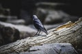 Raven black leaning on a tree branch