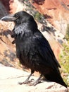 Raven at Bryce Canyon