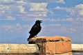 Raven at Bryce Canyon Royalty Free Stock Photo