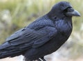 Raven, Canyonlands National Park Royalty Free Stock Photo