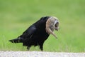 Raven with captured Columbia Ground Squirrel Canada