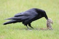 Raven with captured Columbia Ground Squirrel Canada