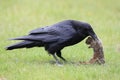 Raven with captured Columbia Ground Squirrel Canada