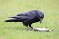 Raven with captured Columbia Ground Squirrel Canada