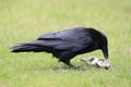 Raven with captured Columbia Ground Squirrel Canada