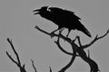 A Raven Cawing in a Tree Royalty Free Stock Photo