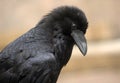 Raven Closeup Royalty Free Stock Photo
