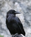 Raven Closeup Royalty Free Stock Photo