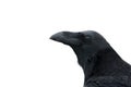 A Raven, Common Raven, or Northern Raven, close up of head and beak against white background.