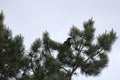 Raven On Conifer Royalty Free Stock Photo