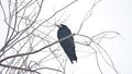 Raven corbie sitting on a branch of strong wind, bird dry tree
