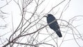 Raven corbie sitting on a branch of strong wind, dry tree bird