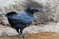 Raven, Corvus corax Royalty Free Stock Photo