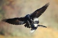 Raven Corvus corax attacks a magpie pica pica in flight Royalty Free Stock Photo