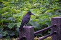 Raven Corvus corax Bird common, Close-up of a beautiful wild black from flying in flight then perched. Big graceful crow in publ