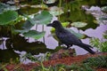 Raven Corvus corax Bird common, Close-up of a beautiful wild black from flying in flight then perched. Big graceful crow in publ