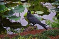 Raven Corvus corax Bird common, Close-up of a beautiful wild black from flying in flight then perched. Big graceful crow in publ