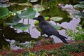 Raven Corvus corax Bird common, Close-up of a beautiful wild black from flying in flight then perched. Big graceful crow in publ