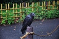 Raven Corvus corax Bird common, Close-up of a beautiful wild black from flying in flight then perched. Big graceful crow in publ