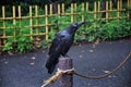 Raven Corvus corax Bird common, Close-up of a beautiful wild black from flying in flight then perched. Big graceful crow in publ