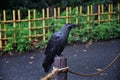 Raven Corvus corax Bird common, Close-up of a beautiful wild black from flying in flight then perched. Big graceful crow in publ