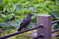 Raven Corvus corax Bird common, Close-up of a beautiful wild black from flying in flight then perched. Big graceful crow in publ