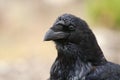 Raven - Corvus corax, eyes, head and beak Royalty Free Stock Photo