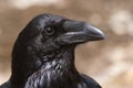 Raven - Corvus corax, eyes, head and beak Royalty Free Stock Photo