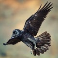 Raven Corvus corax in flight Royalty Free Stock Photo
