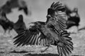 Raven Corvus corax in flight. BW filter. Royalty Free Stock Photo