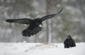 Raven, Corvus corax Royalty Free Stock Photo