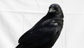Corax is perched against a plain white background emphasizing its Royalty Free Stock Photo