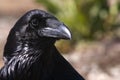 Raven - Corvus corax, Portrait of eyes, Royalty Free Stock Photo