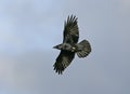 Raven, Corvus corax Royalty Free Stock Photo