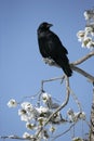 Raven, Corvus corax Royalty Free Stock Photo