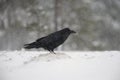 Raven, Corvus corax Royalty Free Stock Photo