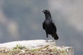 Raven, Corvus corax Royalty Free Stock Photo