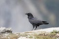 Raven, Corvus corax Royalty Free Stock Photo