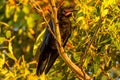 Raven Corvus Coronoides - Australia